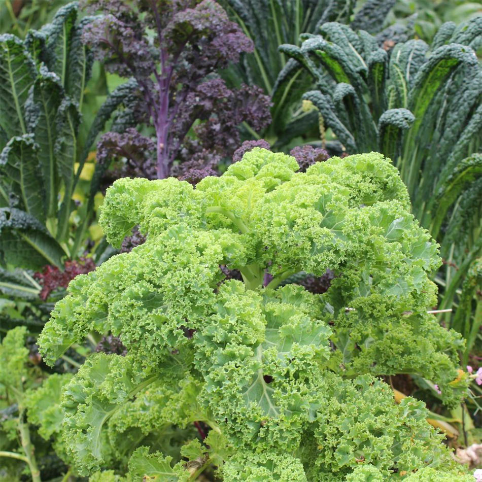 Grønkålspesto - Mad med glød